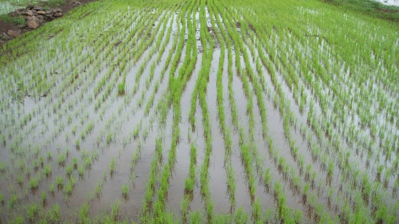 Jak rośnie ryż - odkryj sekrety skutecznej uprawy ryżu