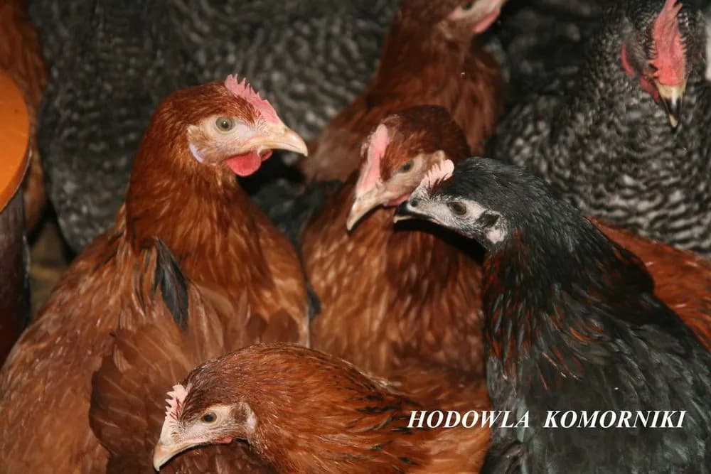 Ile kosztuje kurczak żywy? Ceny, które zaskoczą każdego hodowcę