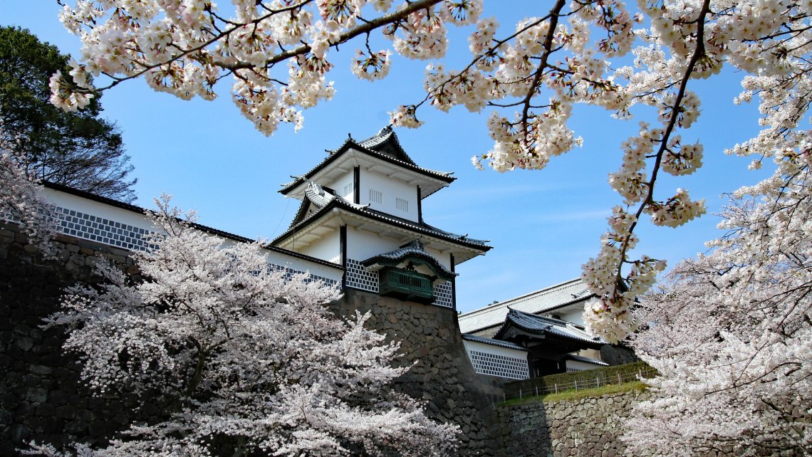 kwitnąca wiśnia jako symbol Japonii